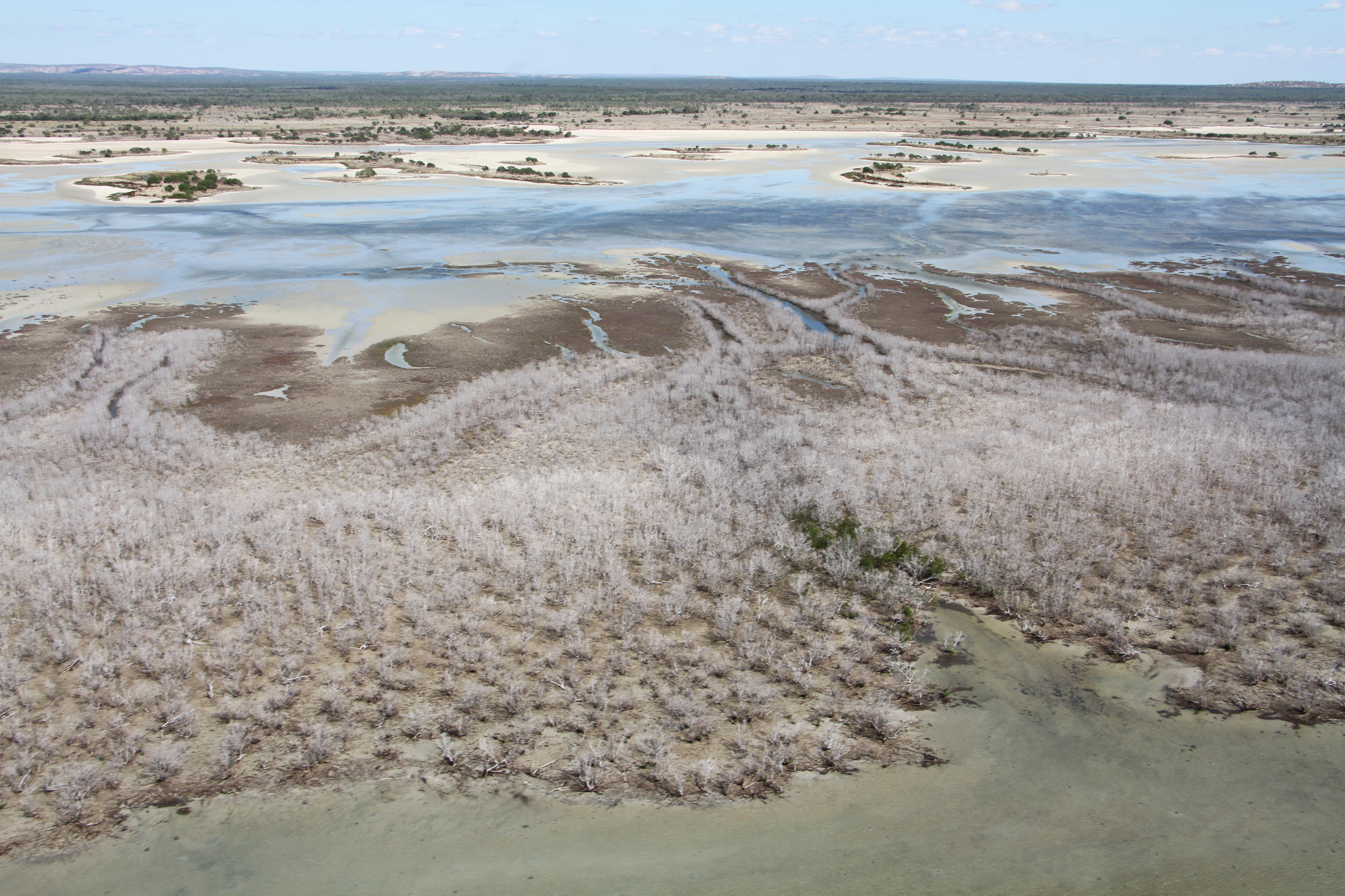 Mangrove die-back